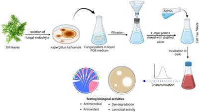 The potential biological activities of Aspergillus luchuensis-aided green synthesis of silver nanoparticles